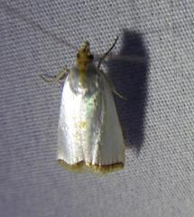 Argyria rufisignella