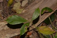 Cissus sterculiifolia