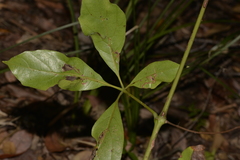 Cissus sterculiifolia