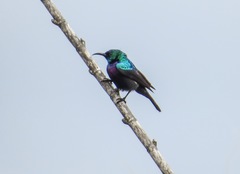 Cinnyris bifasciatus microrhynchus