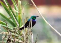 Cinnyris bifasciatus microrhynchus