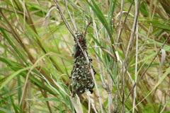 Cinnyris bifasciatus microrhynchus