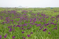 Iris ensata