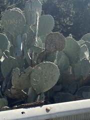 Opuntia robusta