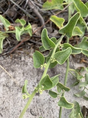 Cryptocarpus pyriformis