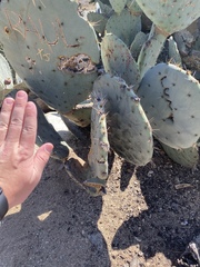 Opuntia robusta