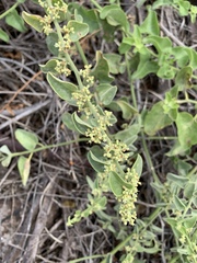 Cryptocarpus pyriformis