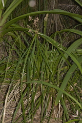 Cyperus lucidus