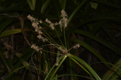 Cyperus lucidus