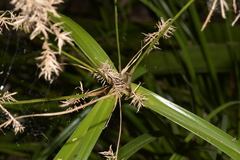 Cyperus lucidus