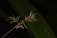 Cyperus lucidus