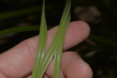 Cyperus lucidus
