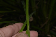 Cyperus lucidus