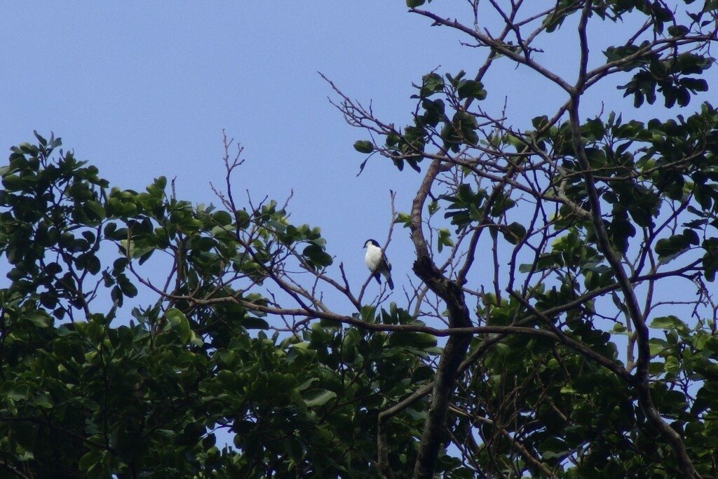 Black-browed Triller (Lalage atrovirens)