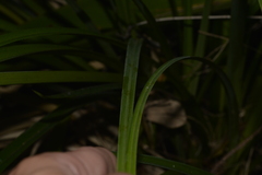 Cyperus lucidus