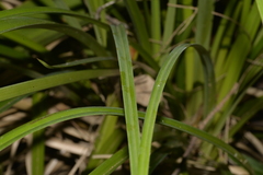 Cyperus lucidus