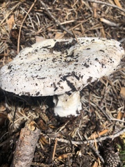 Agaricus moronii