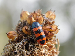 Castiarina crenata