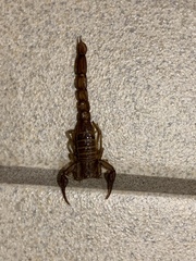 Stahnkeus deserticola