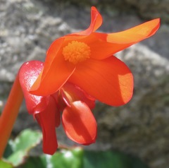 Begonia veitchii
