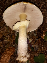 Agaricus smithianus