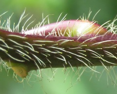 Cleome glandulosa