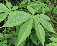 Cleome glandulosa