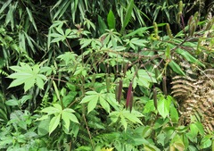 Cleome glandulosa