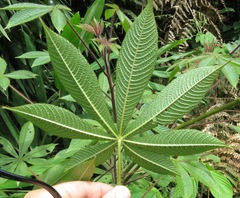 Cleome glandulosa