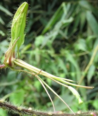 Cleome glandulosa