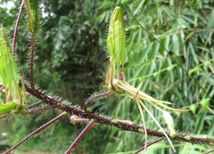 Cleome glandulosa