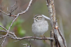 Spizella breweri taverneri
