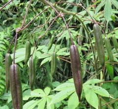 Cleome glandulosa