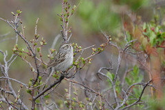 Spizella breweri taverneri