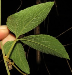 Dalechampia juruana