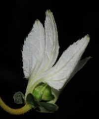 Dalechampia juruana