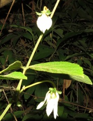 Dalechampia juruana