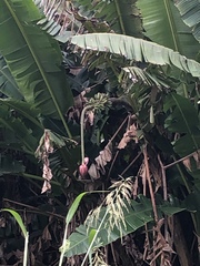 Musa textilis