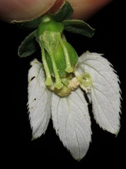 Dalechampia juruana