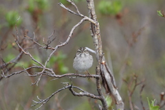 Spizella breweri taverneri