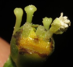 Dalechampia juruana