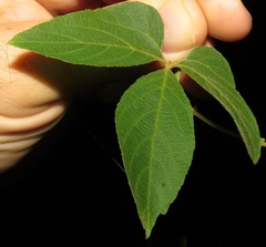Dalechampia juruana