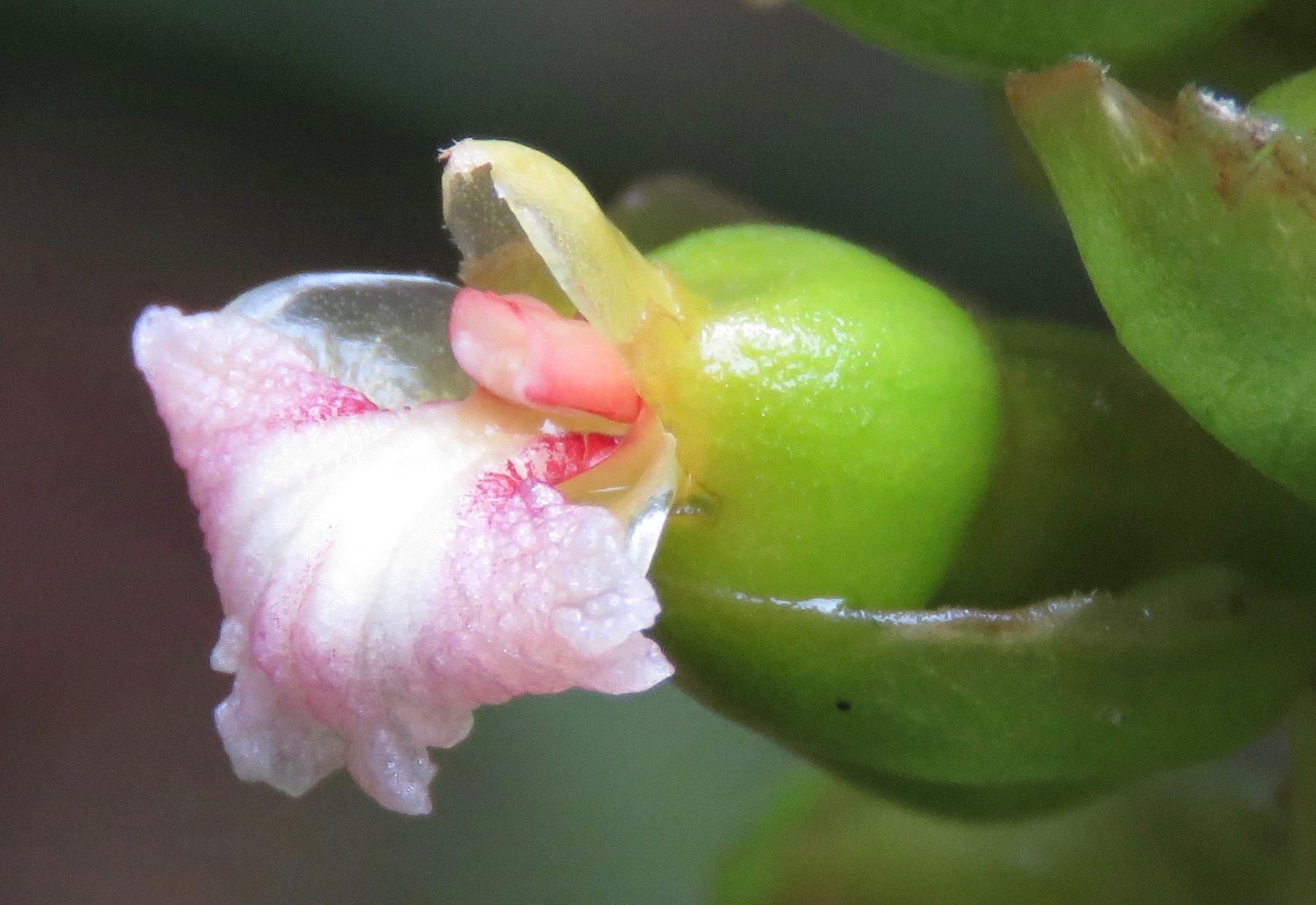 Zingiberaceae