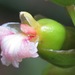Zingiberaceae - Photo (c) Rich Hoyer,  זכויות יוצרים חלקיות (CC BY-NC-SA), הועלה על ידי Rich Hoyer