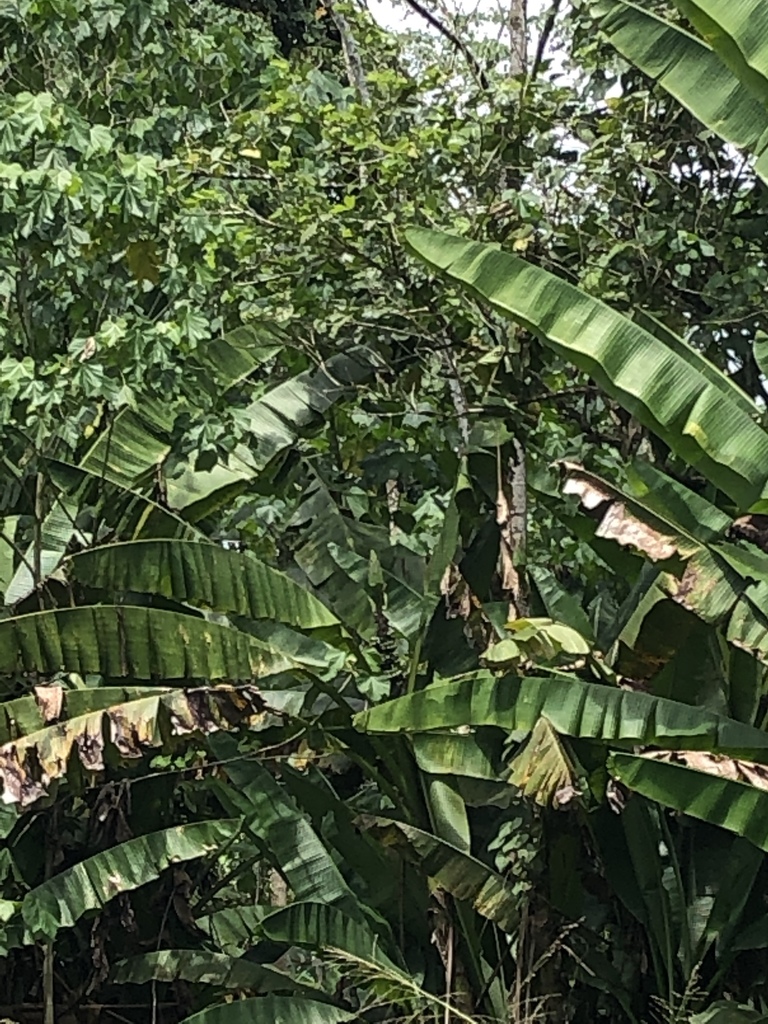 Musa maclayi subsp. maclayi