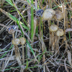 Psilocybe semilanceata