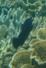 Neoglyphidodon oxyodon