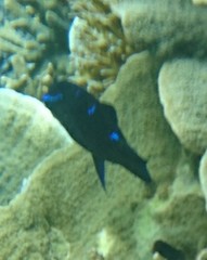 Neoglyphidodon oxyodon