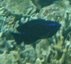 Neoglyphidodon oxyodon