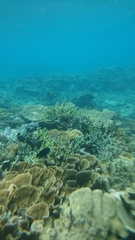 Neoglyphidodon oxyodon